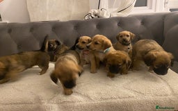 Jack Russell dogs for sale: Jack Russell puppies for sale.  - Image 14