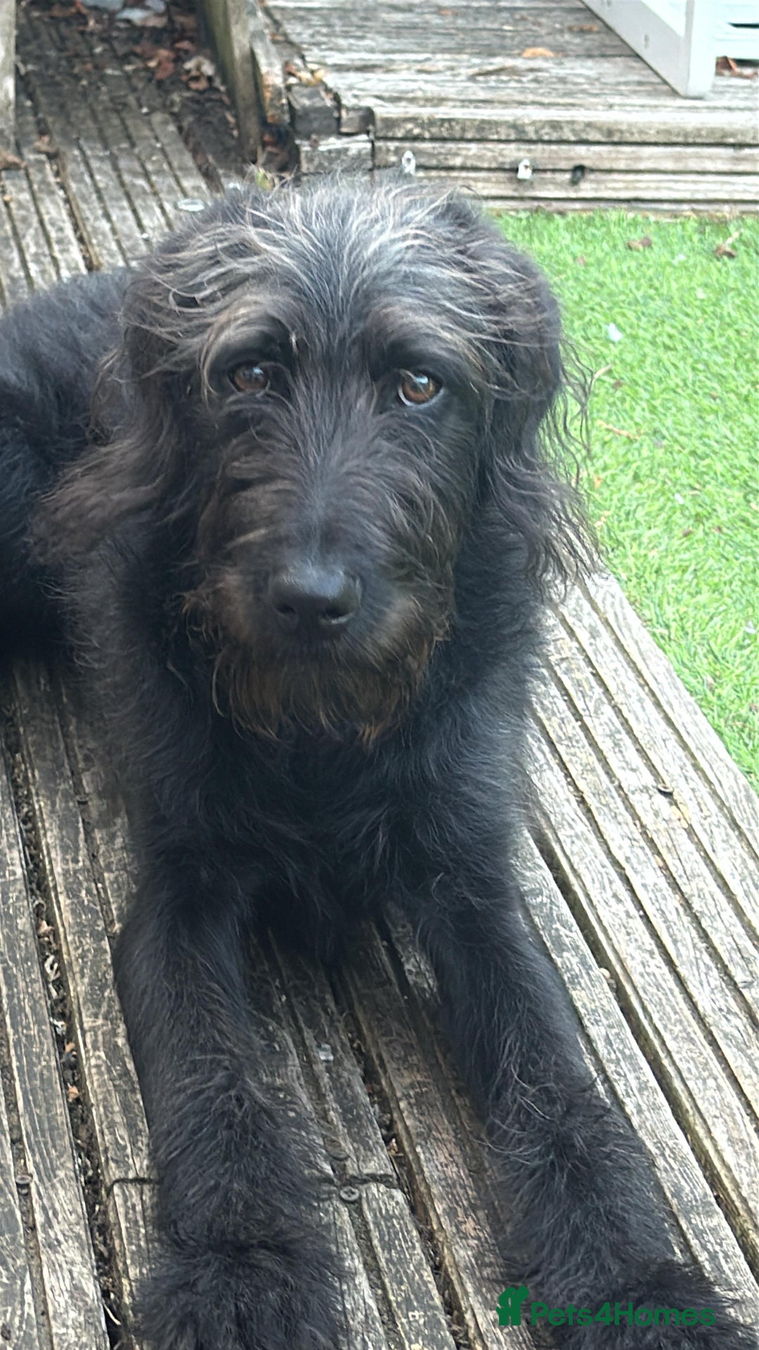 Labradoodle dogs for sale: 7 month old black Labradoodle - Image 1