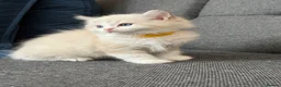 Ragdoll cats for sale: Beautiful Ragdoll kittens TICA registered  in Coventry - Advert 4