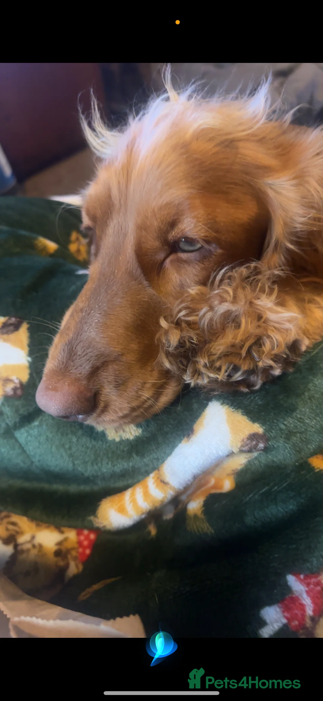 Cocker Spaniel dogs for sale: Female Show cocker spaniel  - Advert 5