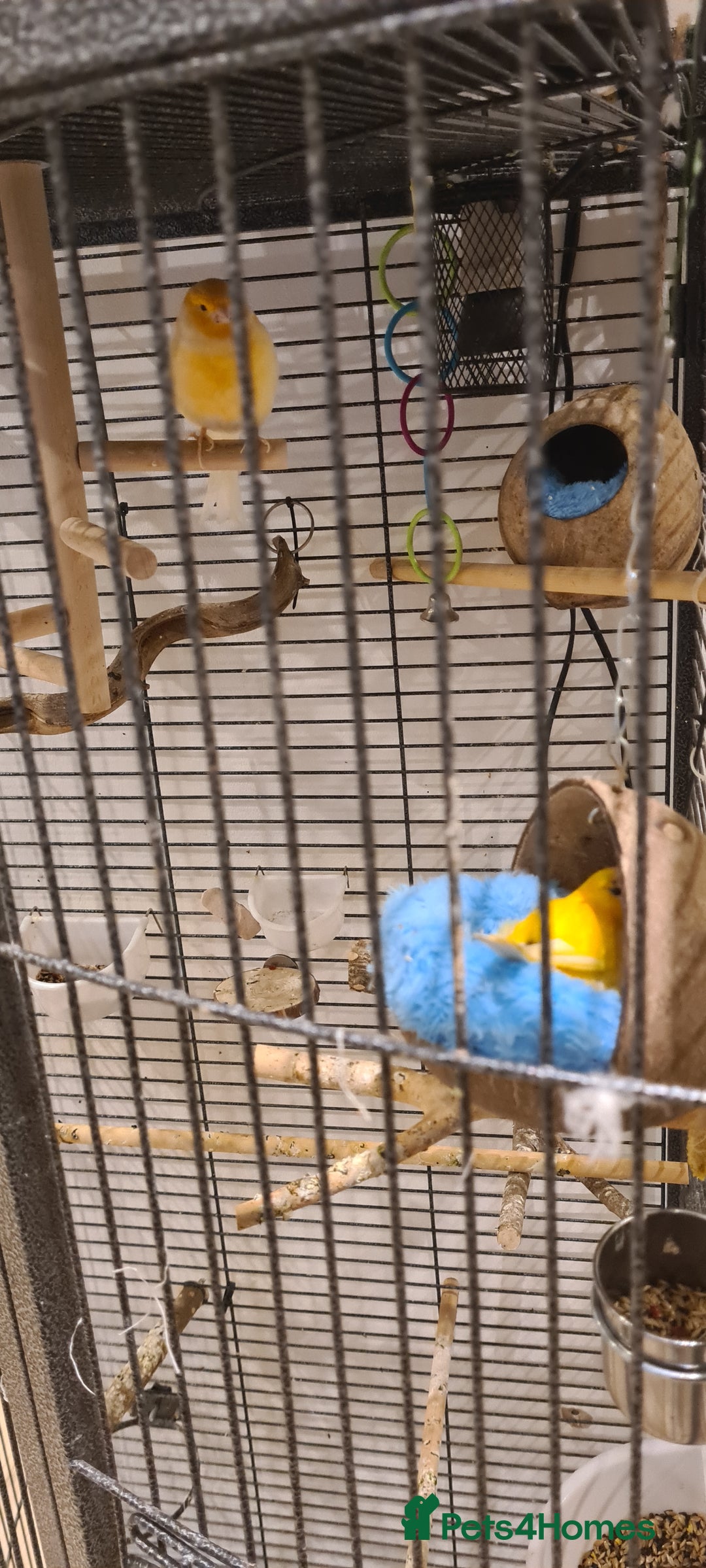 Canaries birds for sale: Breeding pair of yellow canarys plus male budgie - Advert 3