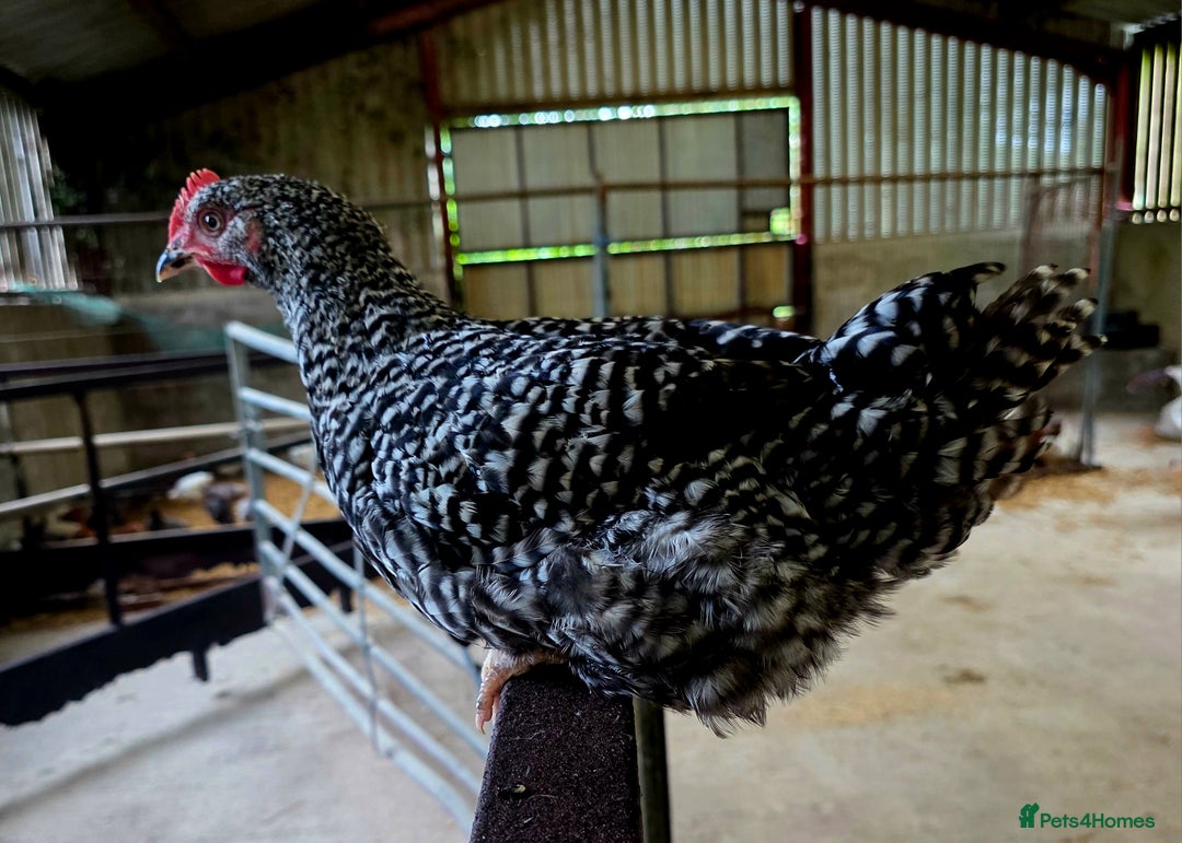 Chickens poultry for sale: White Orpington, Speckled Marans, Cream Legbars X - Image 3