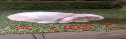 Mini Lop rabbits for sale: Mini lops  - Advert 7