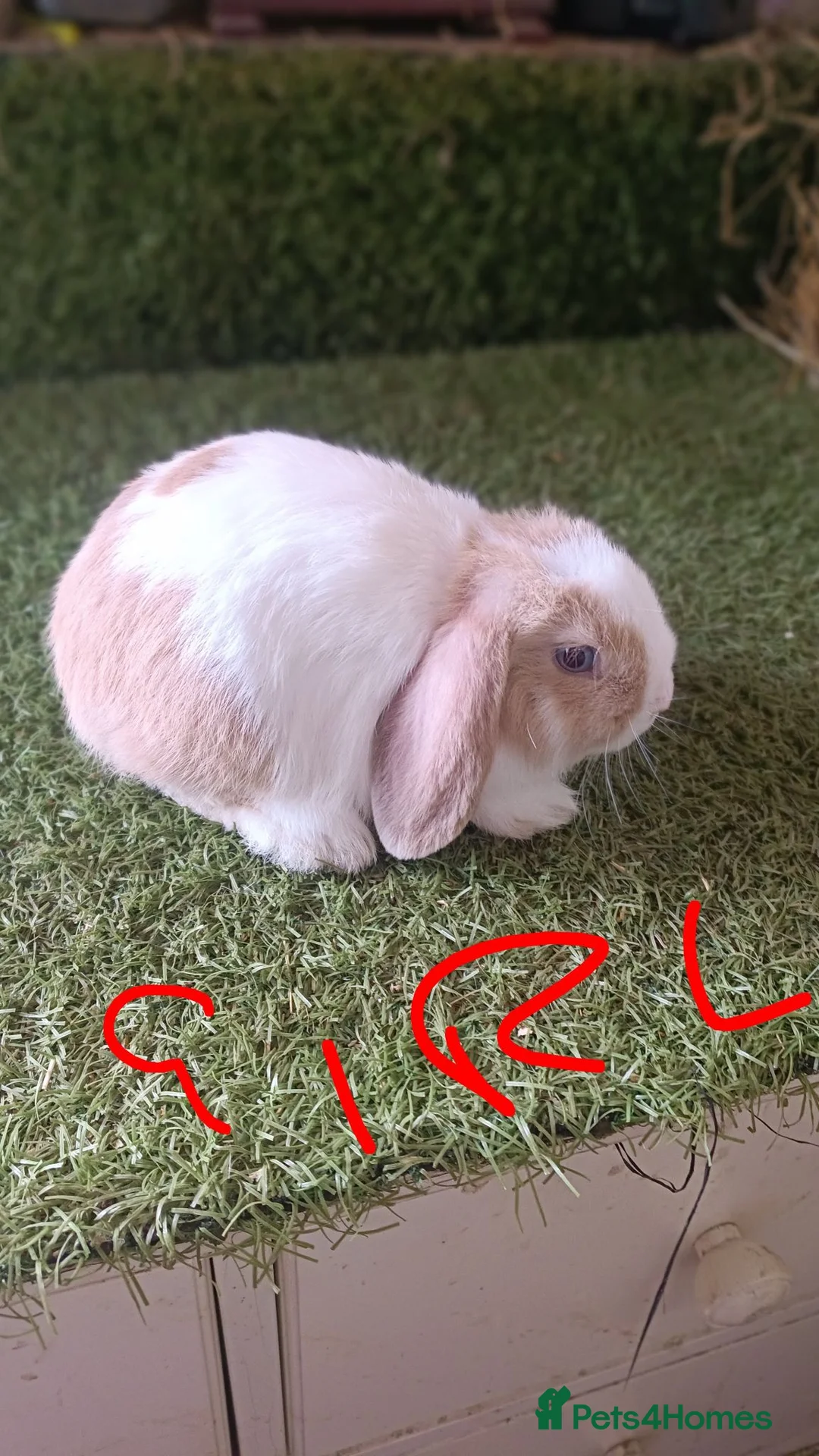 Mini Lop rabbits for sale: Mini lops  - Advert 7
