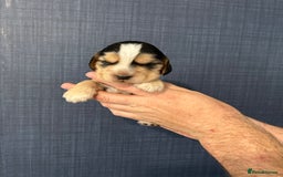 Cocker Spaniel dogs for sale: Gorgeous shoe type cocker spaniel  - Image 7