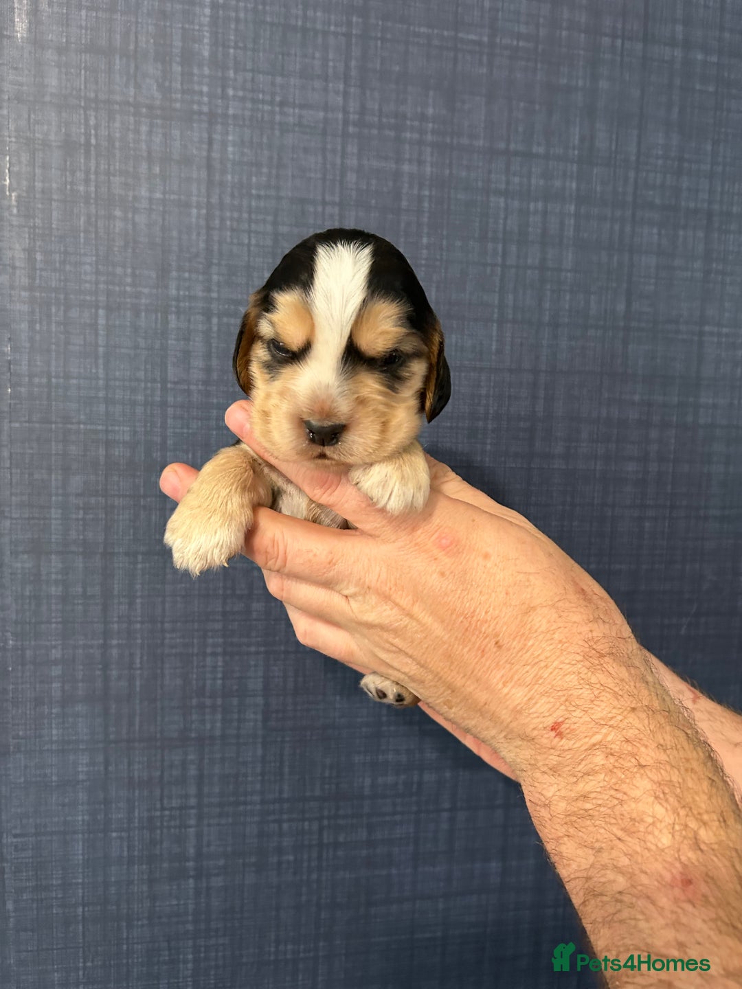 Cocker Spaniel dogs for sale: Gorgeous shoe type cocker spaniel  - Image 7