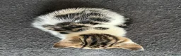 Mixed Breed cats for sale: Beautiful kittens  - Advert 11