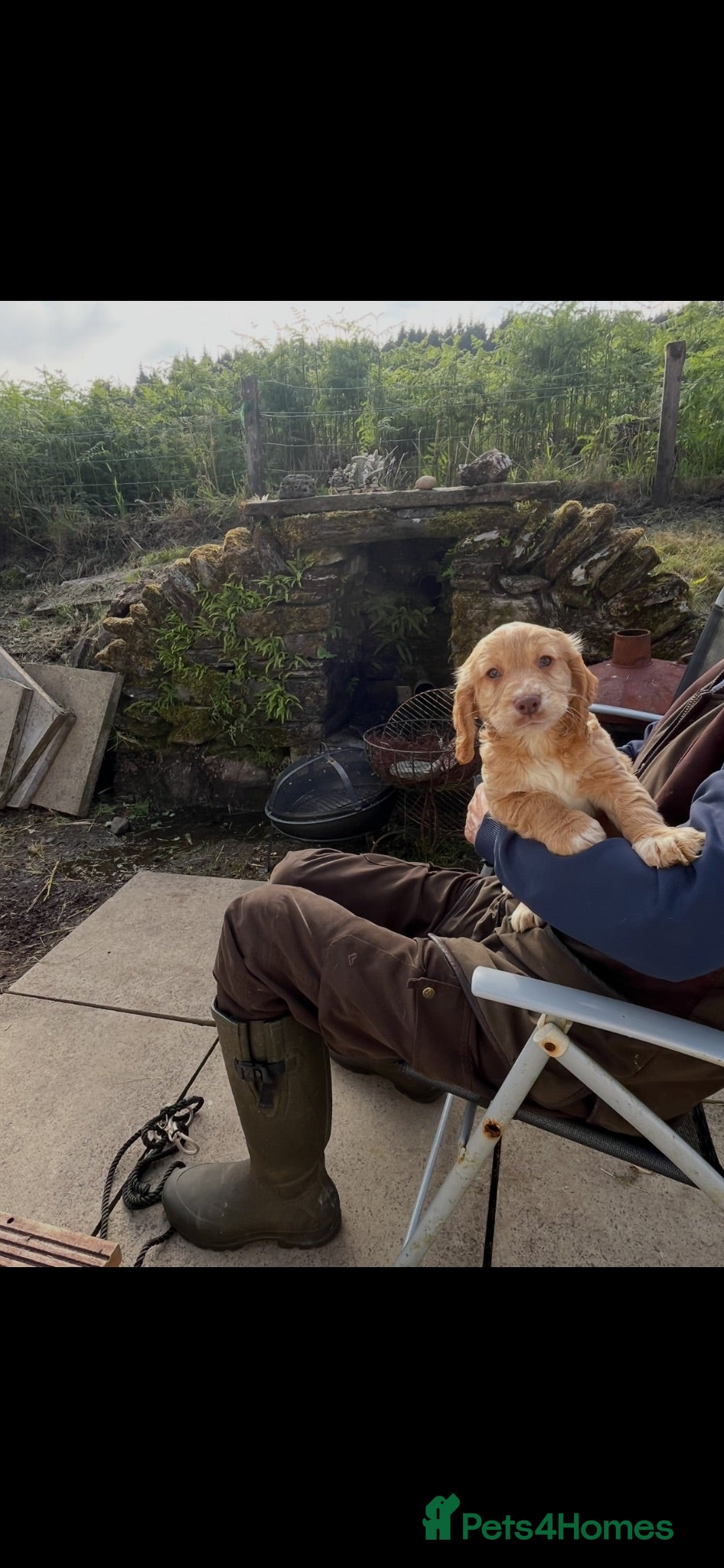 Cocker Spaniel dogs 4th GEN KC champion Working Cockers - Advert 14