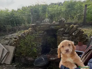 Cocker Spaniel dogs 4th GEN KC champion Working Cockers - Advert 14
