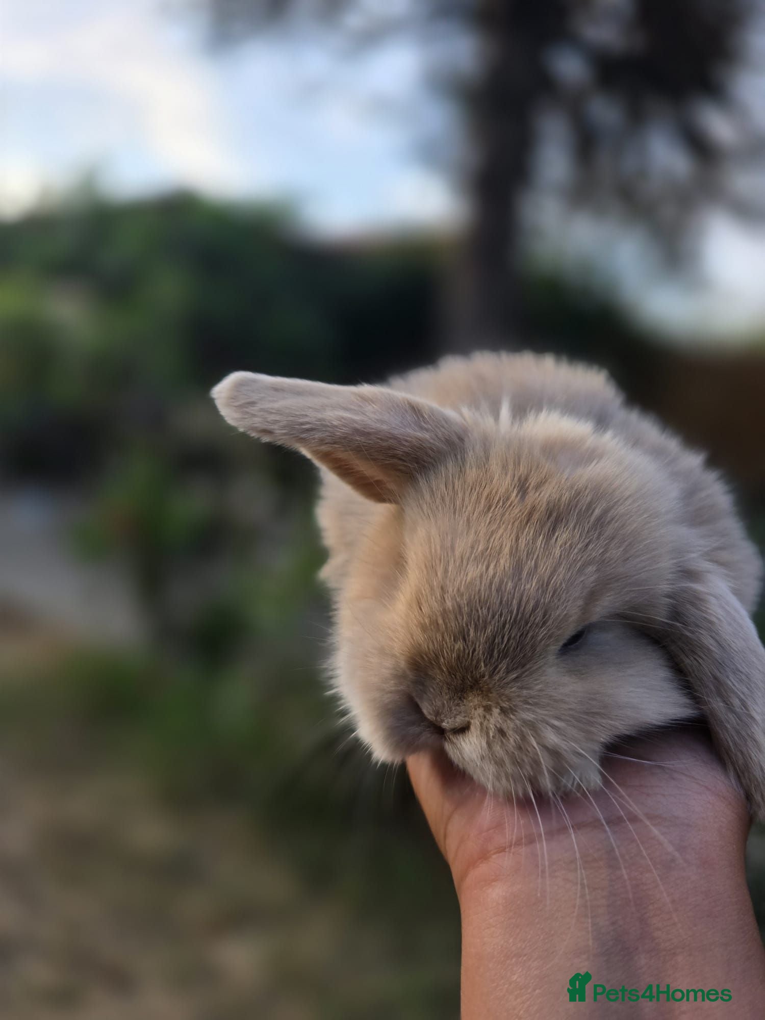 Mini Lop rabbits 3 Cute Baby Mini Lop Babies  - Advert 2