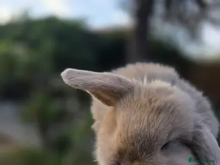Mini Lop rabbits 3 Cute Baby Mini Lop Babies - Advert 2