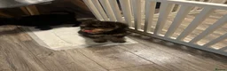Cockapoo dogs for sale: ONE BEAUTIFUL GIRL LEFT - Advert 2