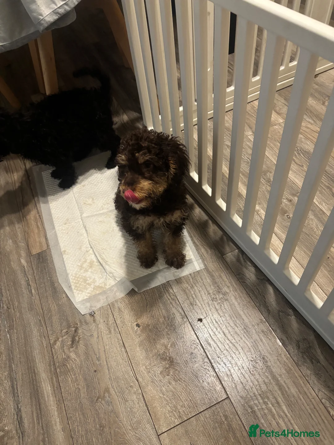 Cockapoo dogs for sale: ONE BEAUTIFUL GIRL LEFT - Advert 2