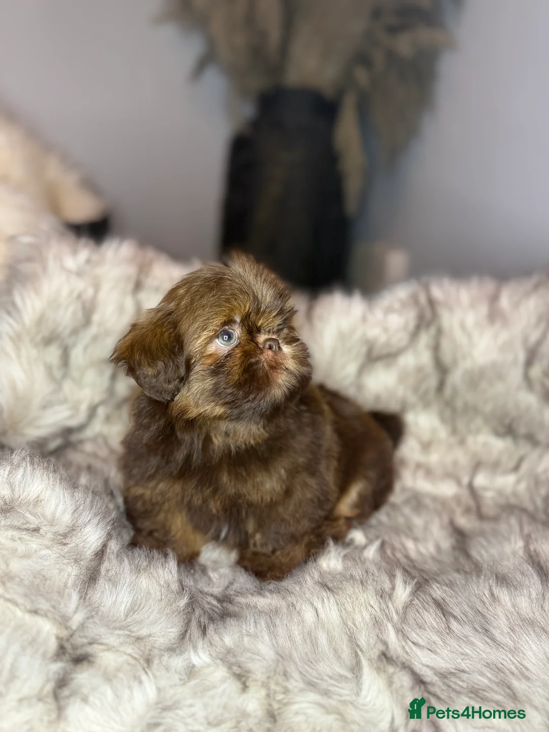Shih Tzu dogs for sale: Last imperial shihtzu boy 🐻 real life teddy bear  - Advert 13