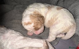 Cavapoochon dogs for sale: Cavapoochon! Our December Reindeer Litter!  - Image 3