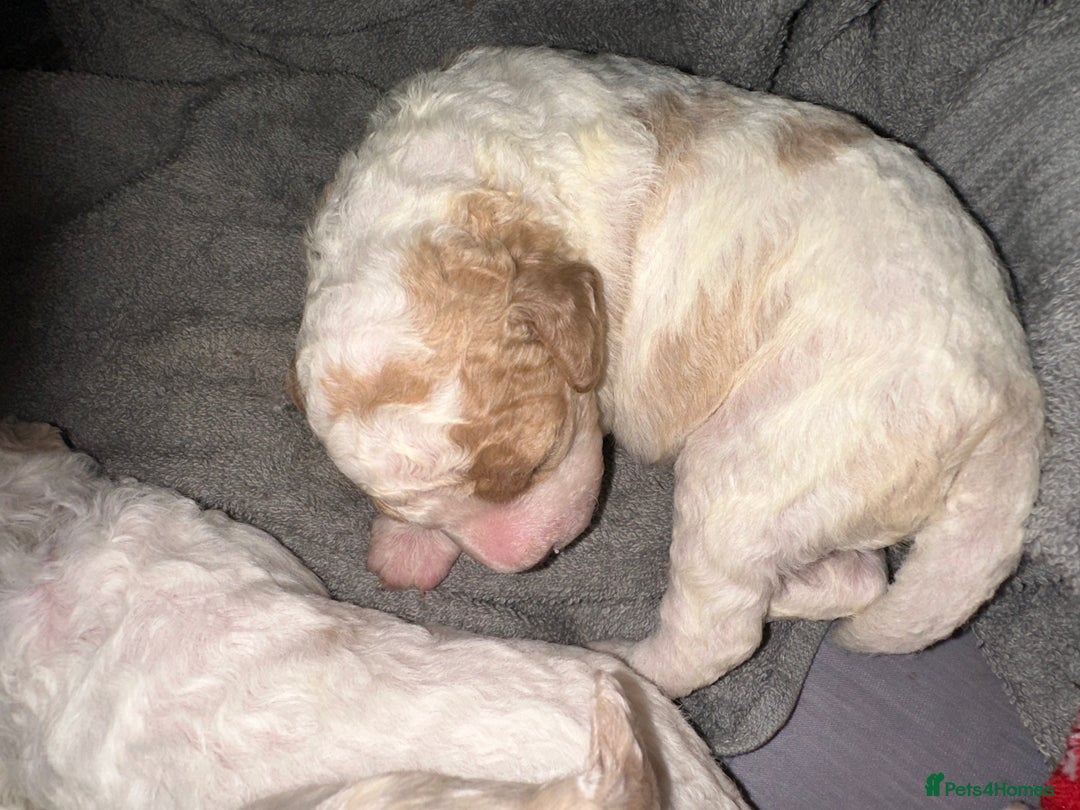 Cavapoochon dogs for sale: Cavapoochon! Our December Reindeer Litter!  - Image 3