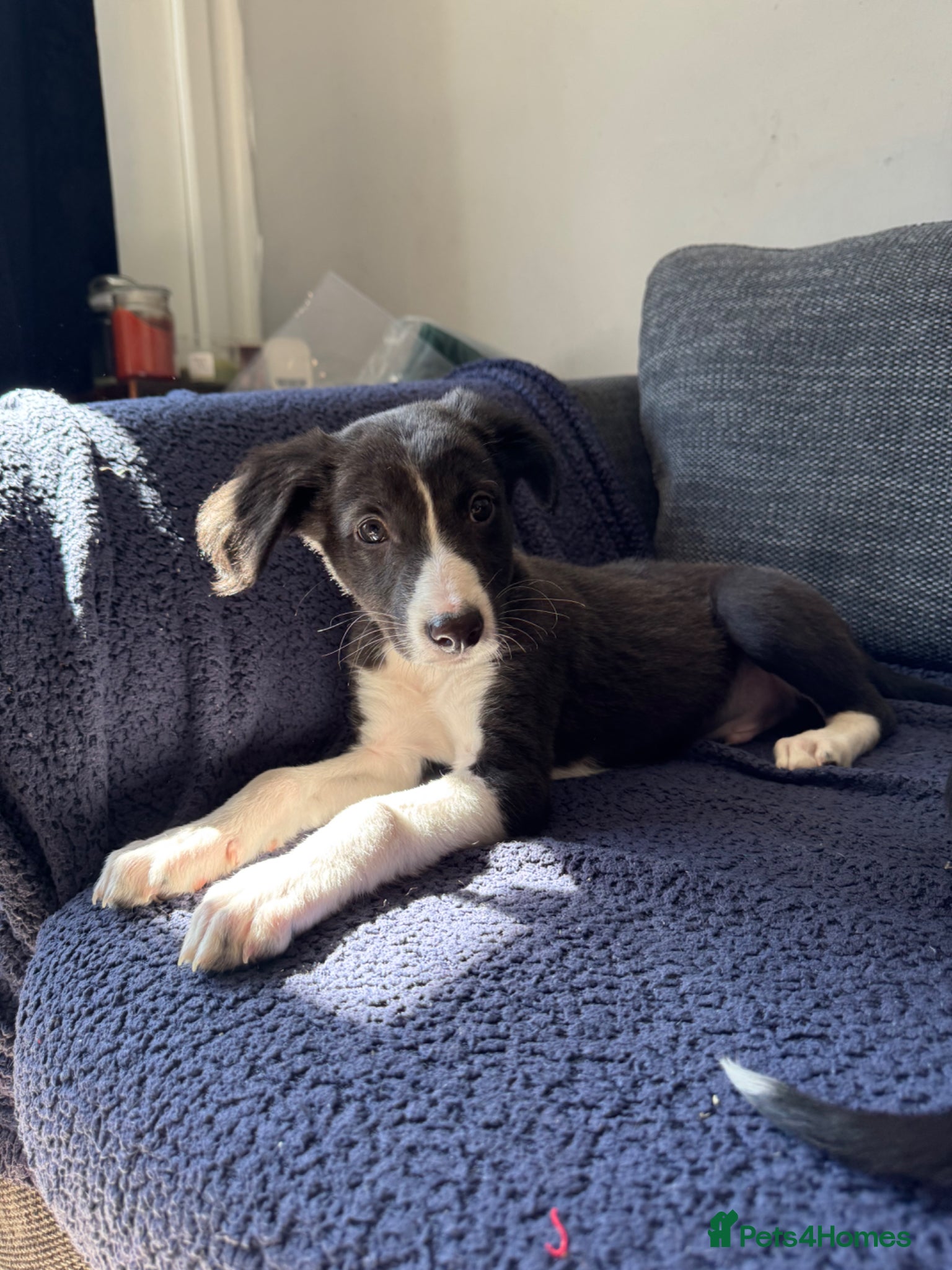 Mixed Breed dogs LAST BOY- Saluki Greyhound puppies - Advert 11