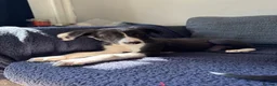 Mixed Breed dogs for sale: LAST BOY- Saluki Greyhound puppies - Advert 1