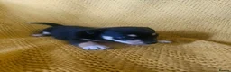 Chorkie dogs for sale: Beautiful chorkies  - Advert 13
