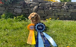 Miniature Dachshund dogs for sale: Shaded cream miniature long haired dachshund  - Image 5