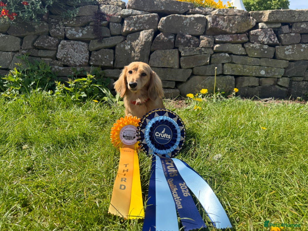 Miniature Dachshund dogs for sale: Shaded cream miniature long haired dachshund  - Image 5