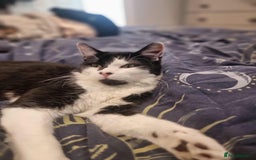 British Shorthair cats for adoption: 🪙Penny🪙 for adoption, fostered in BUCKS - Image 12