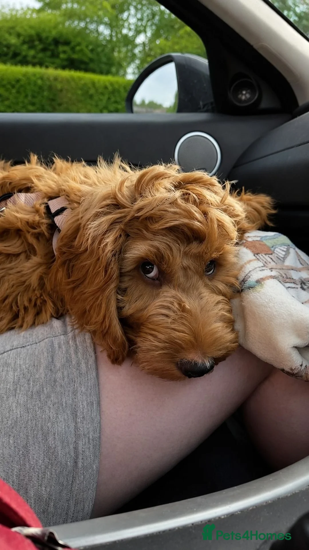 Cockapoo dogs for sale: F1 Cockerpoo male  - Advert 1