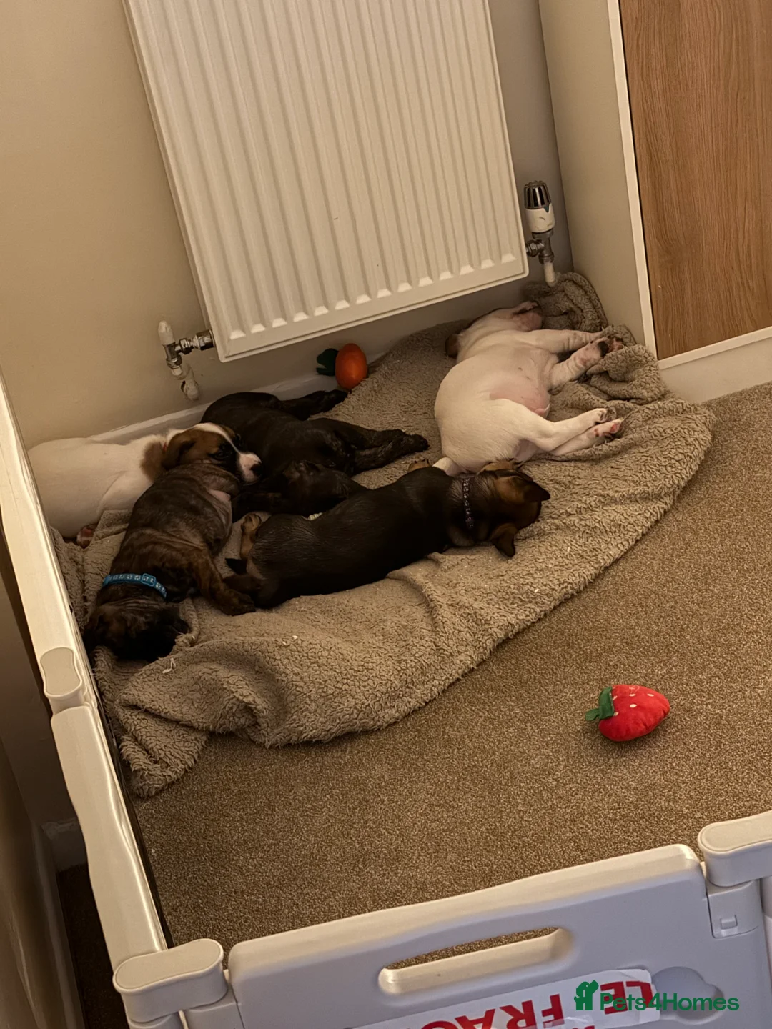 Mixed Breed dogs for sale: German Shepherd x Staffy x Jack Russell puppies  - Advert 14