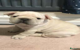 French Bulldog dogs for sale:  French bulldogs from £850 to £1700 in Liverpool - Image 15