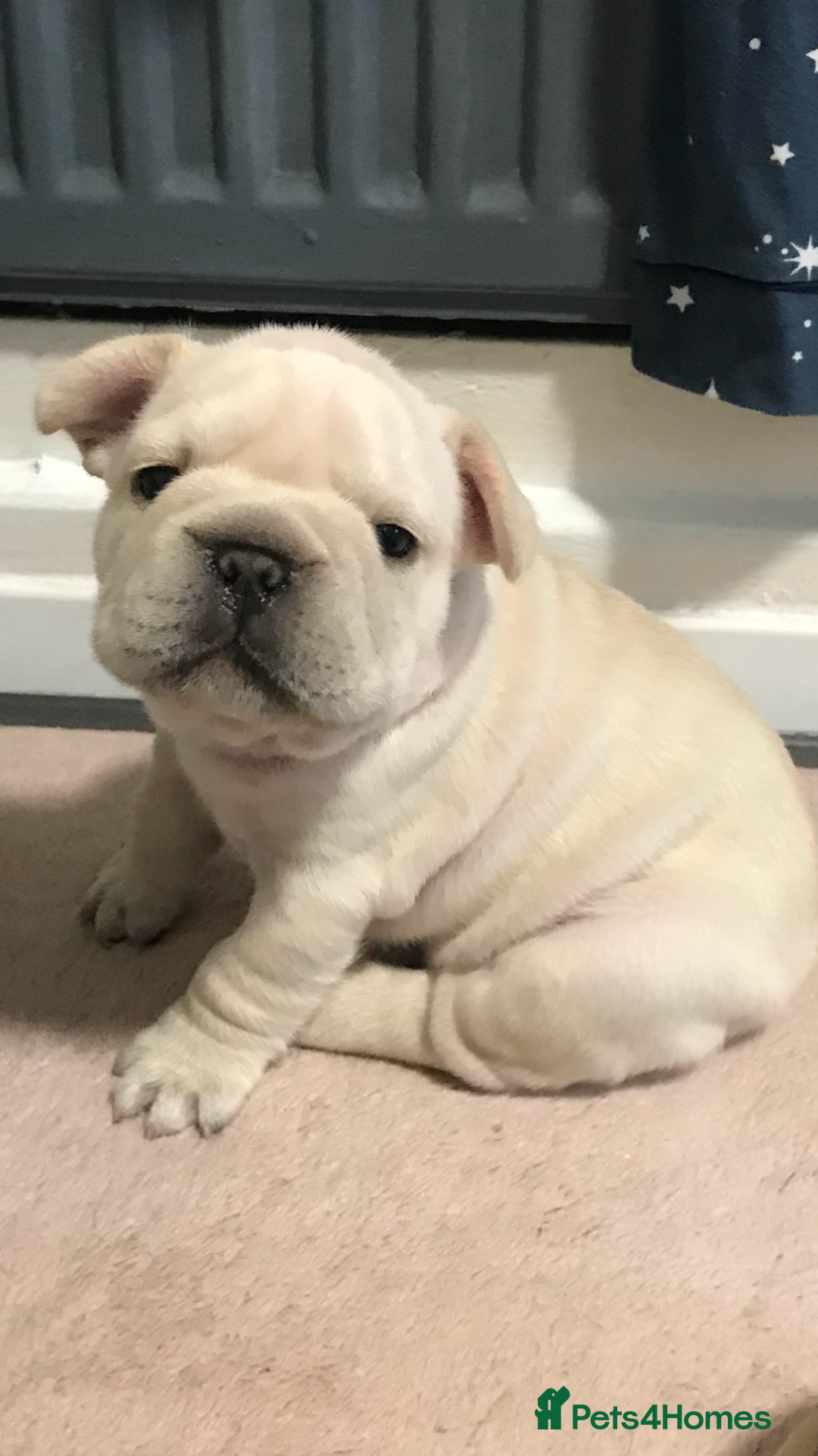 French Bulldog dogs for sale:  French bulldogs from £850 to £1700 in Liverpool - Image 15