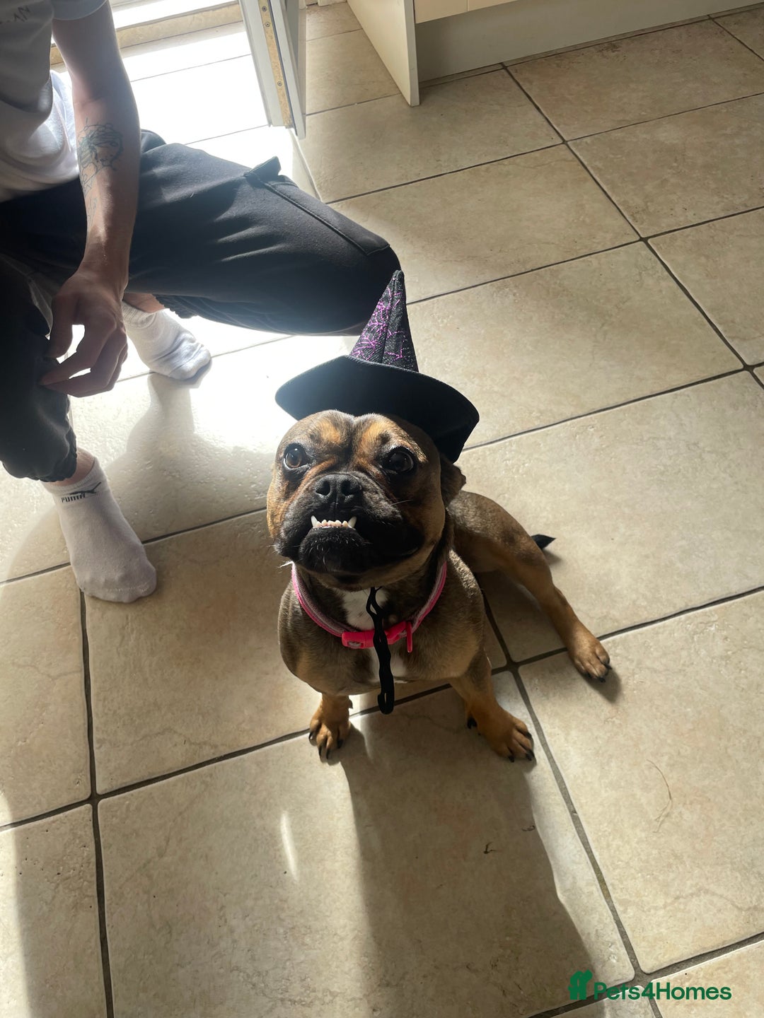 Mixed Breed dogs for sale: Bella age 1 - Image 5