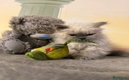 Selkirk Rex cats for sale: Gorgeous Selkirk Rex - Image 1