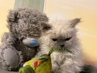 Selkirk Rex cats for sale - Advert 1