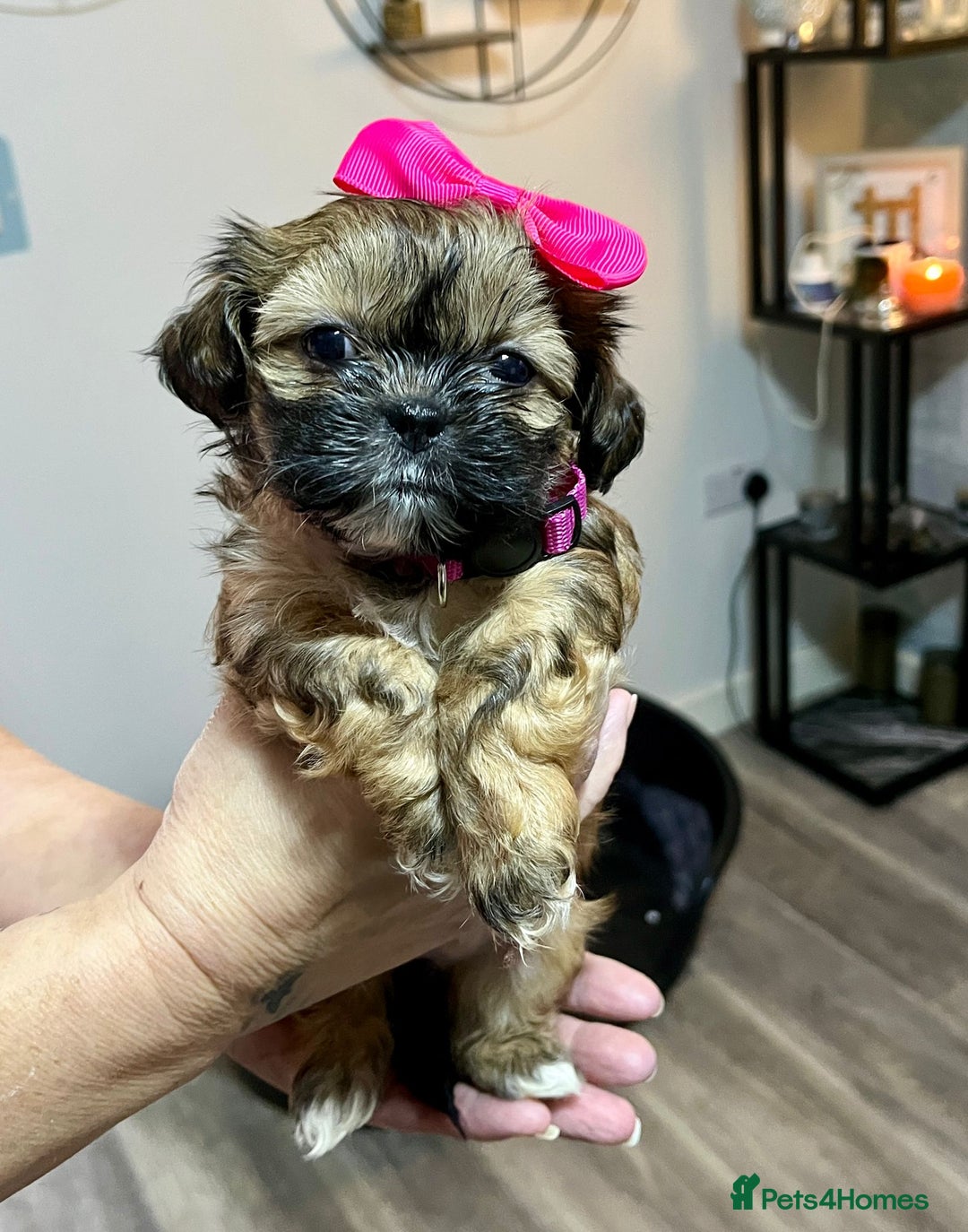 Shih Tzu dogs for sale: Shih tzu pups - Advert 2