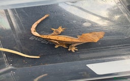 Gecko reptiles for sale: Crested geckos  - Image 4