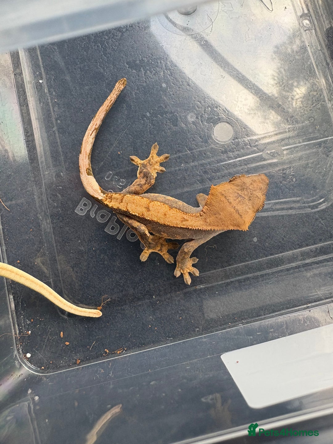 Gecko reptiles for sale: Crested geckos  - Image 4