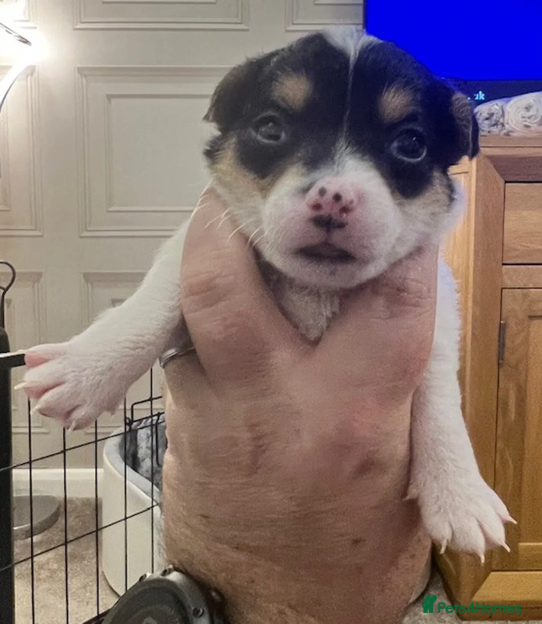 Jack Russell dogs for sale: Jack Russell Puppies - Advert 12