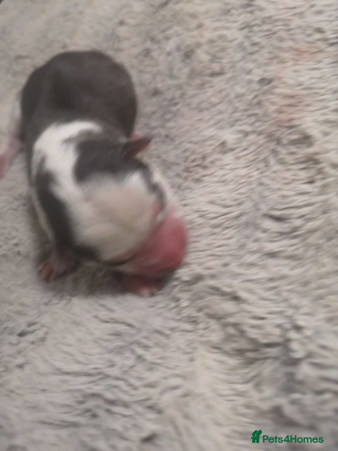 Siberian Husky dogs for sale: Siberian Huskies 1 Male 4 Female - Advert 16