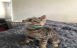 Mixed Breed cats for sale: Beautiful kitty  - Image 6