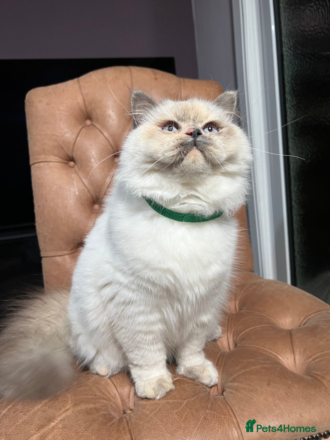 British Shorthair cats for sale: British Shorthair & British Longhair Kittens  - Image 8