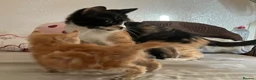 Mixed Breed cats for sale: Last 2 kittens left - Advert 16
