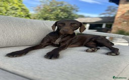 Mixed Breed dogs for adoption: Grace – a quiet, gentle soul needs forever home  - Image 14