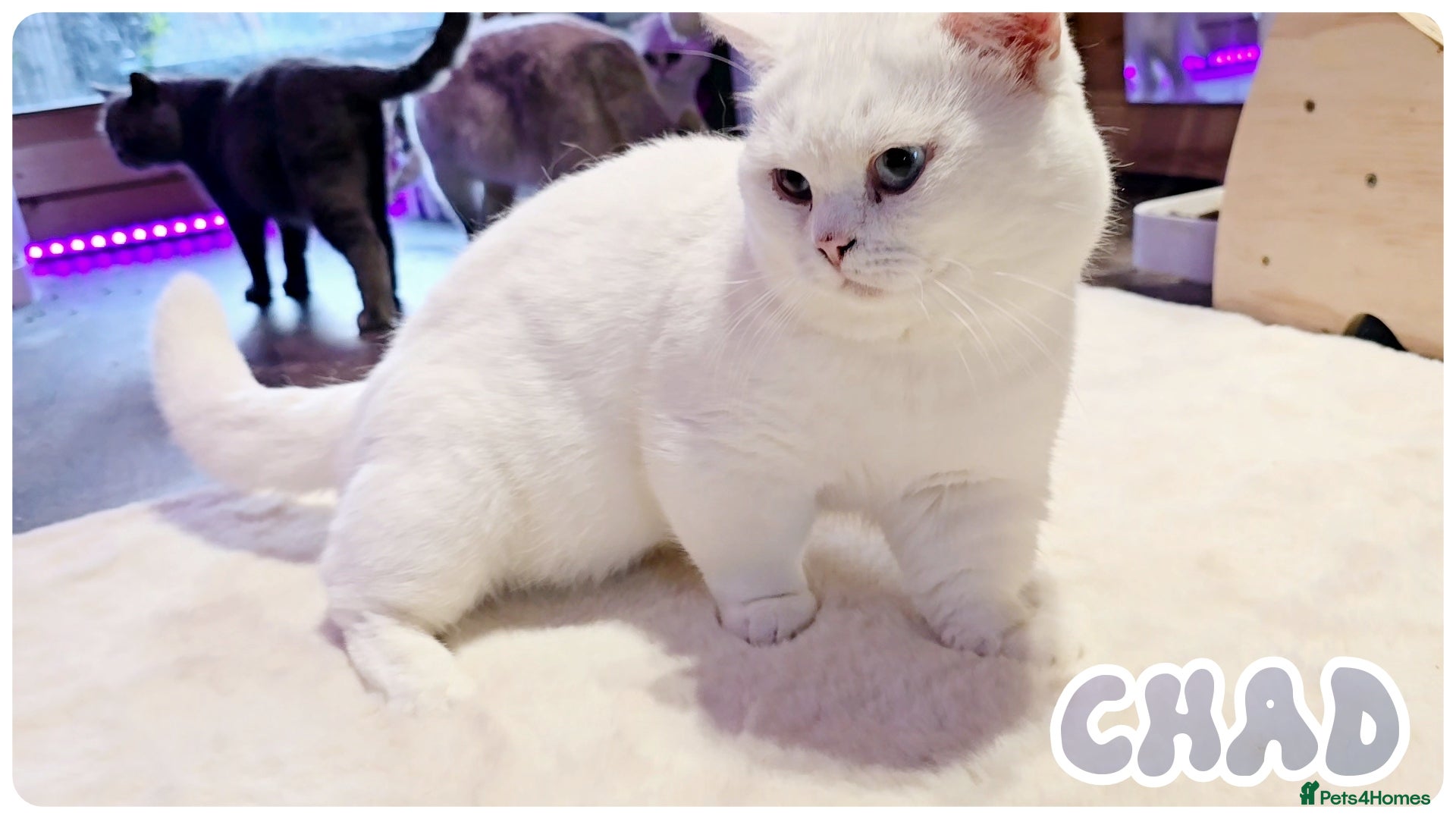 British Shorthair cats Munchkin British Shorthair White - Advert 1