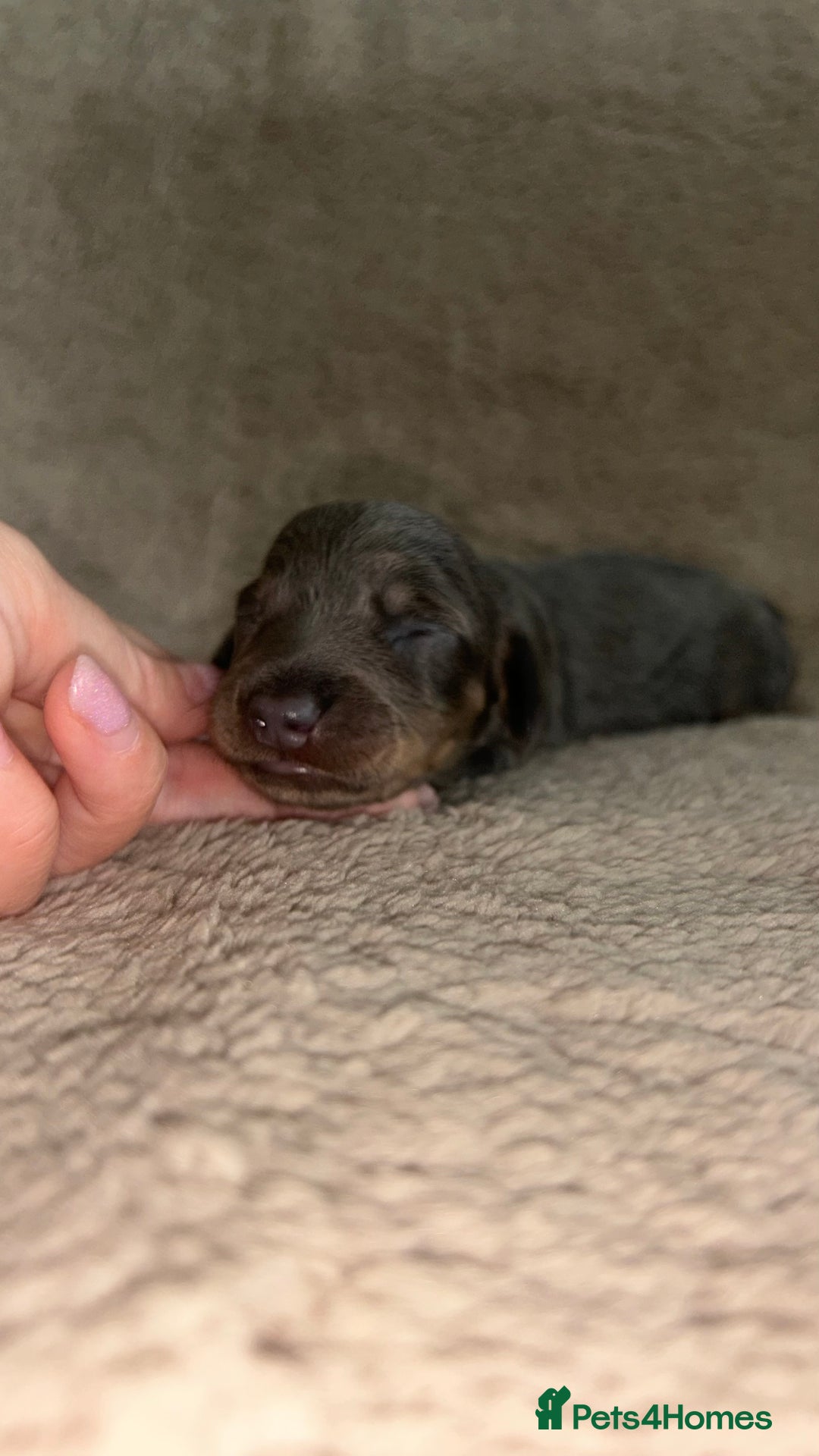 Miniature Dachshund dogs for sale: Perfecf kc miniature dachshunds - Image 4