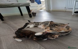 Mixed Breed cats for sale: Beautiful kittens - Image 2