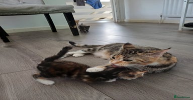 Mixed Breed cats - Advert 11