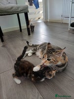 Mixed Breed cats - Advert 12