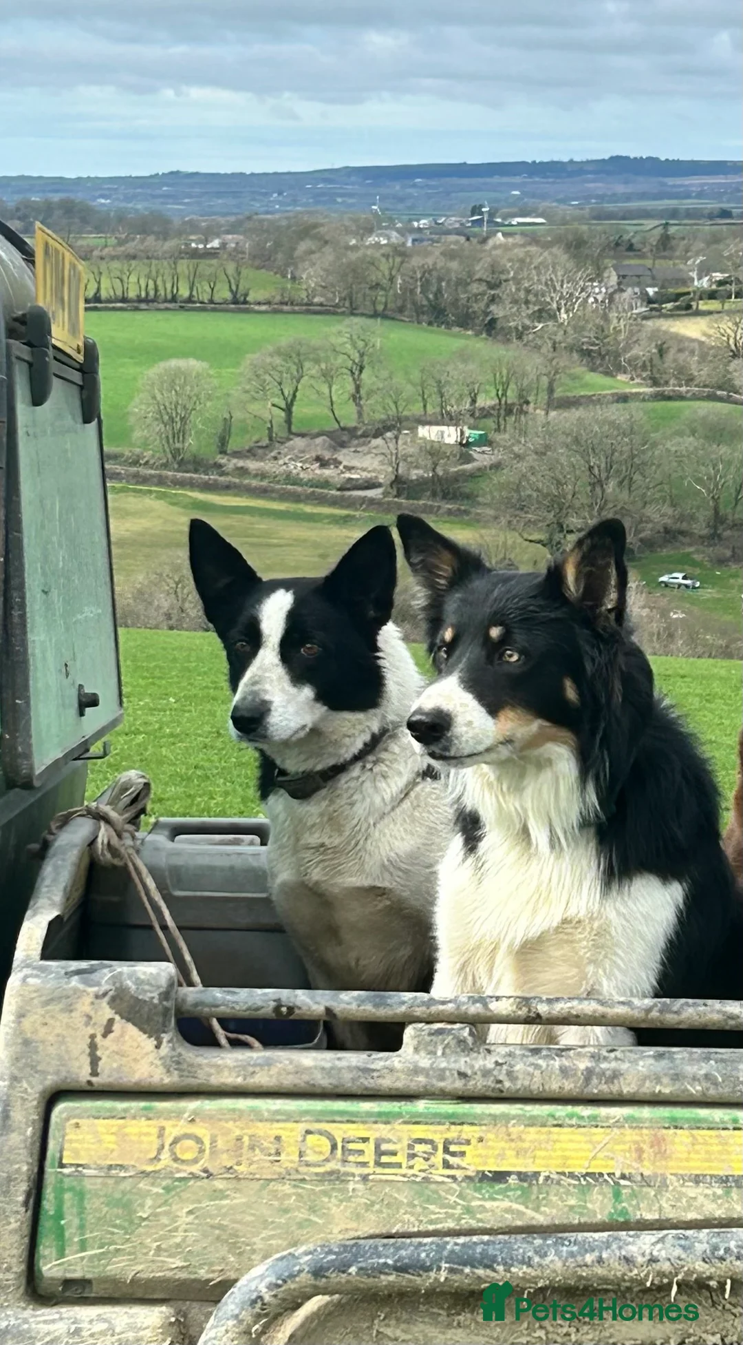 Mixed Breed dogs for sale: Chunky Tri coloured Collie pups for sale - Advert 3