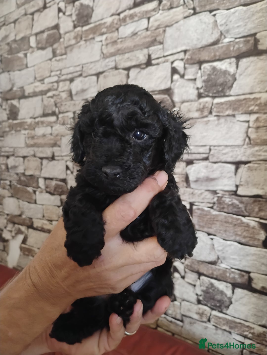 Toy Poodle dogs for sale: KC REGISTERED TOY POODLES READY NOW  - Image 10