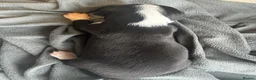 Mixed Breed dogs for sale: Stunning Whippet x Border Collie Pups - Advert 10